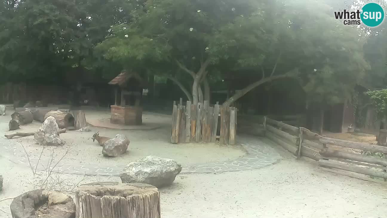 Zoo Zagreb – Brown Capuchin