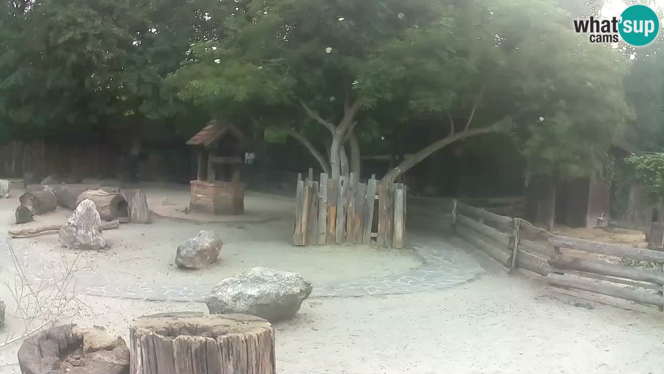 Zoo Zagreb – Brown Capuchin