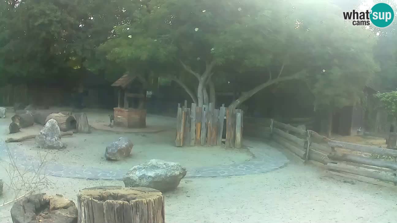 Zoo Zagreb –  Mono maicero