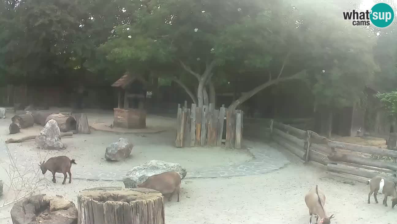 Zoo Zagreb – Brown Capuchin