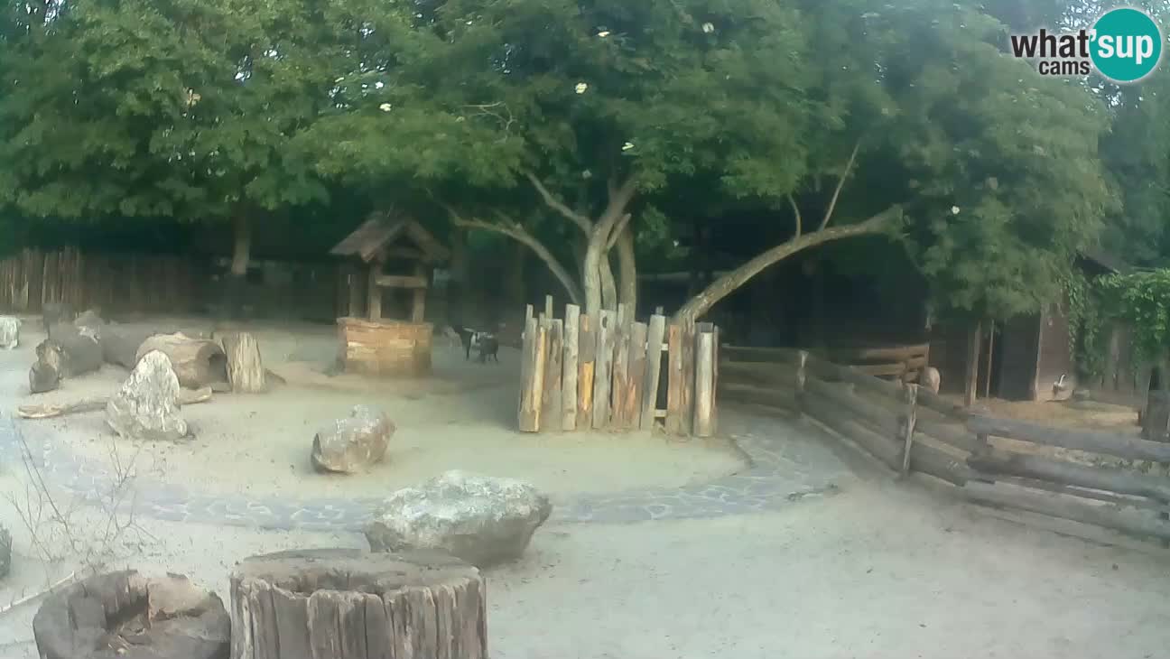 Zoo Zagreb – Rjava kapucinka