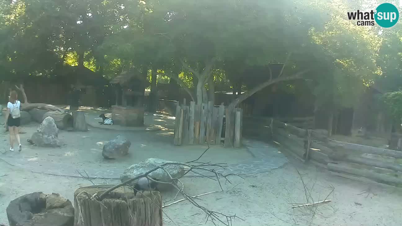 Zoo Zagreb – Haubenkapuziner