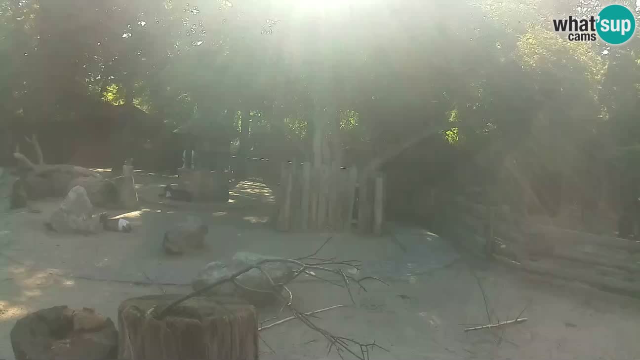 Zoo Zagreb –  Mono maicero