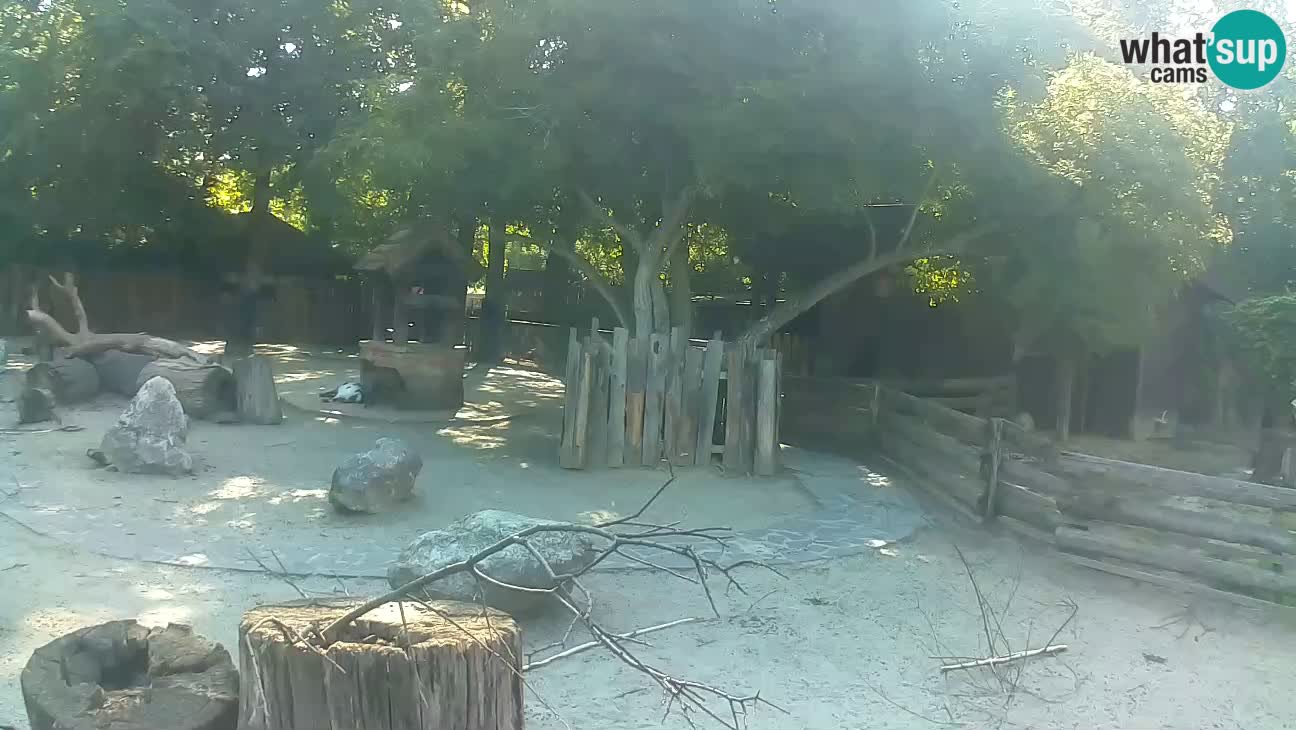 Zoo Zagreb – Haubenkapuziner