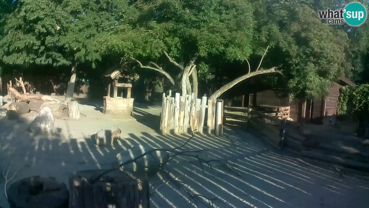 Zoo Zagreb – Rjava kapucinka