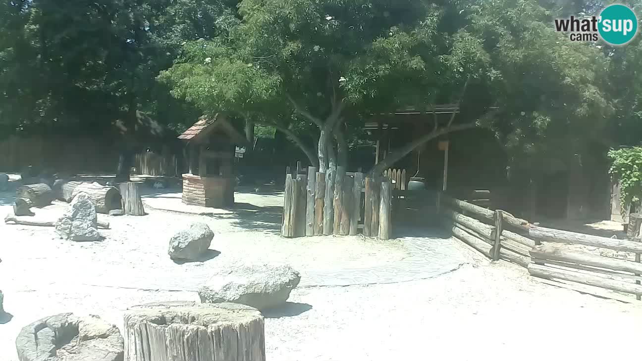 Zoo Zagreb – Haubenkapuziner