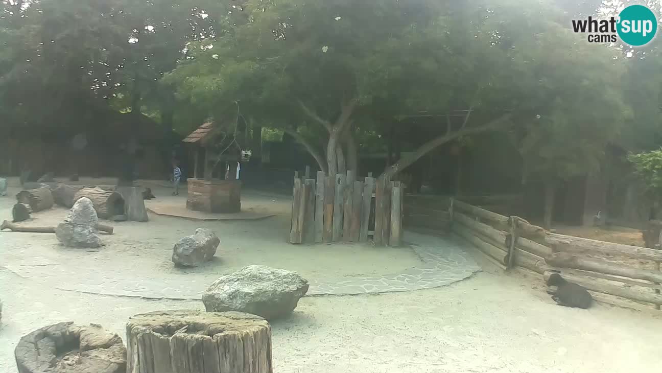 Zoo Zagreb – Cebo dai cornetti