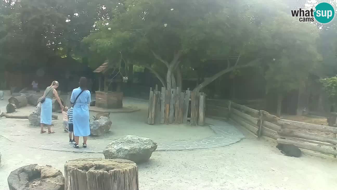 Zoo Zagreb – Brown Capuchin