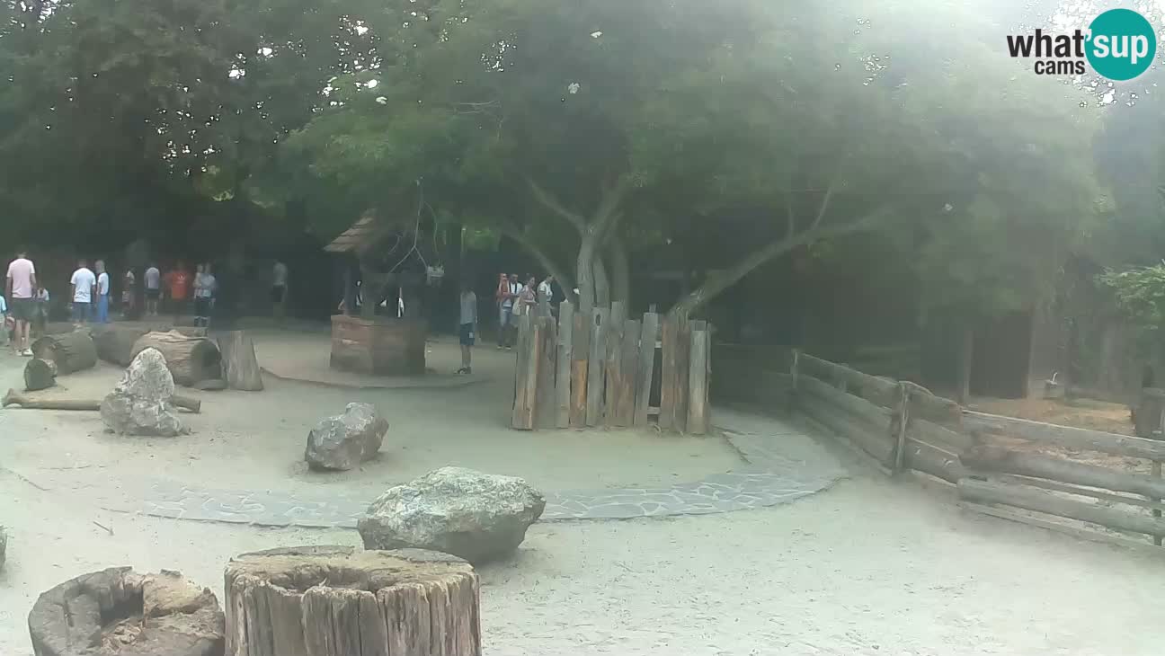 Zoo Zagreb – Brown Capuchin