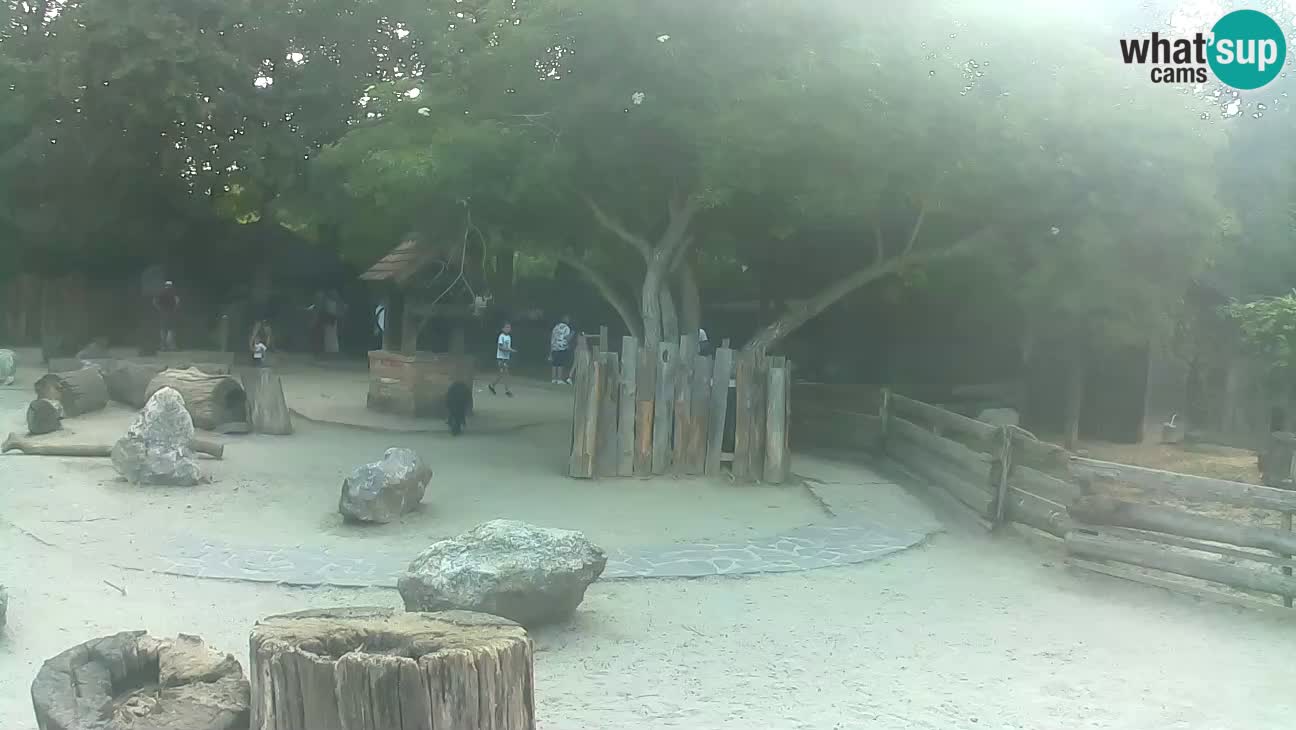Zoo Zagreb – Brown Capuchin