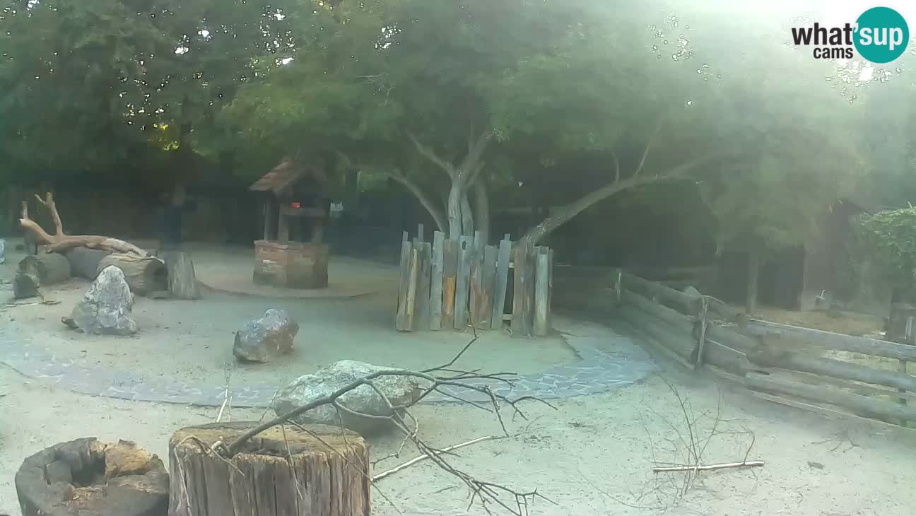 Zoo Zagreb – Brown Capuchin