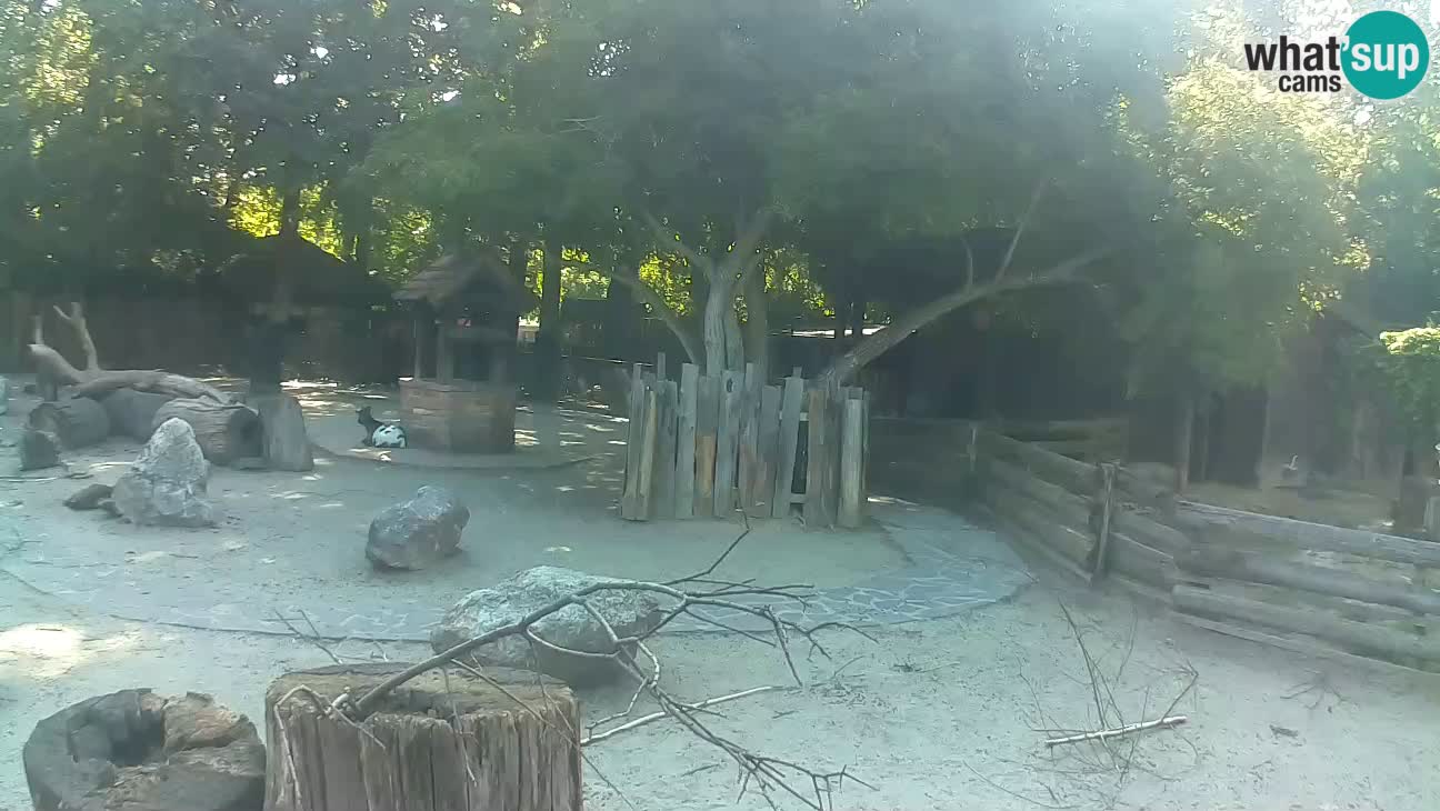 Zoo Zagreb – Rjava kapucinka