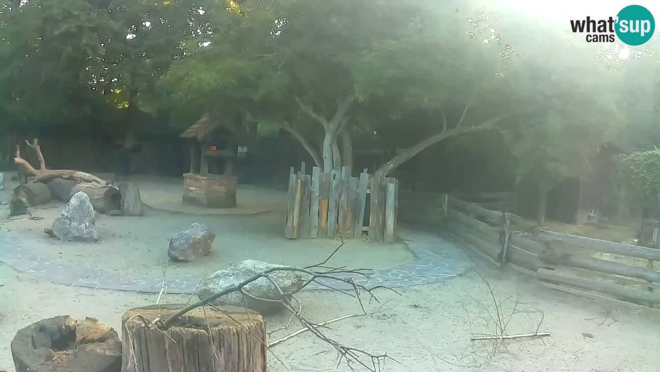 Zoo Zagreb – Brown Capuchin