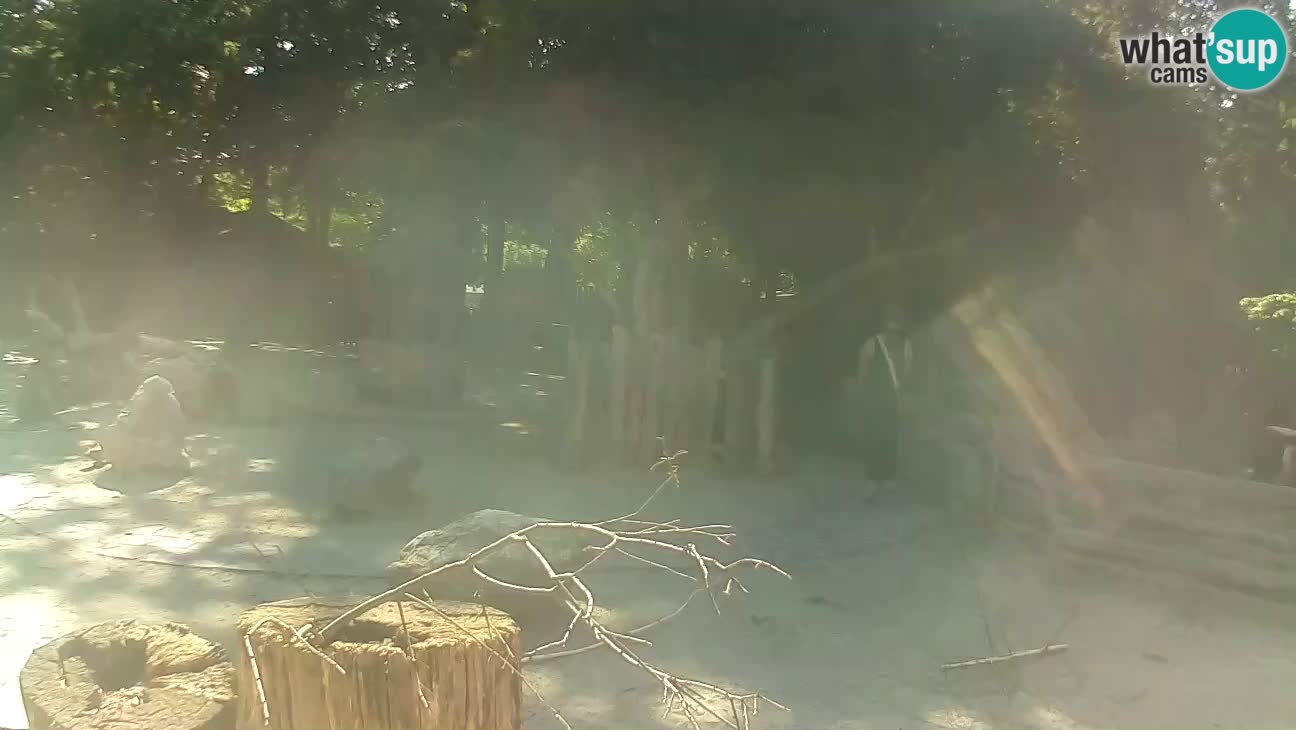 Zoo Zagreb – Brown Capuchin