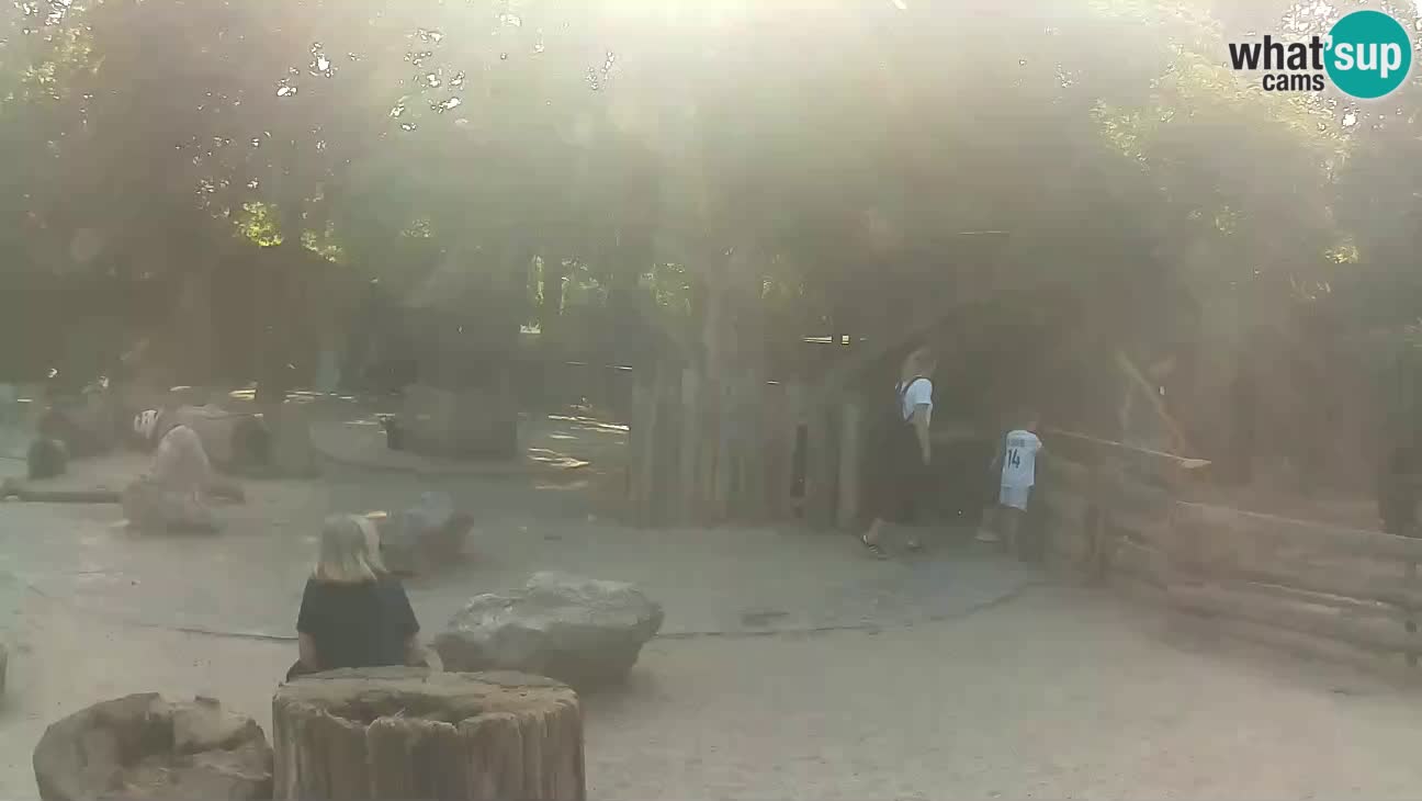 Zoo Zagreb – Brown Capuchin