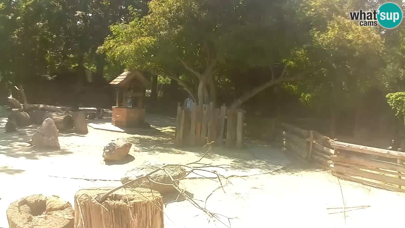 Zoo Zagreb – Rjava kapucinka