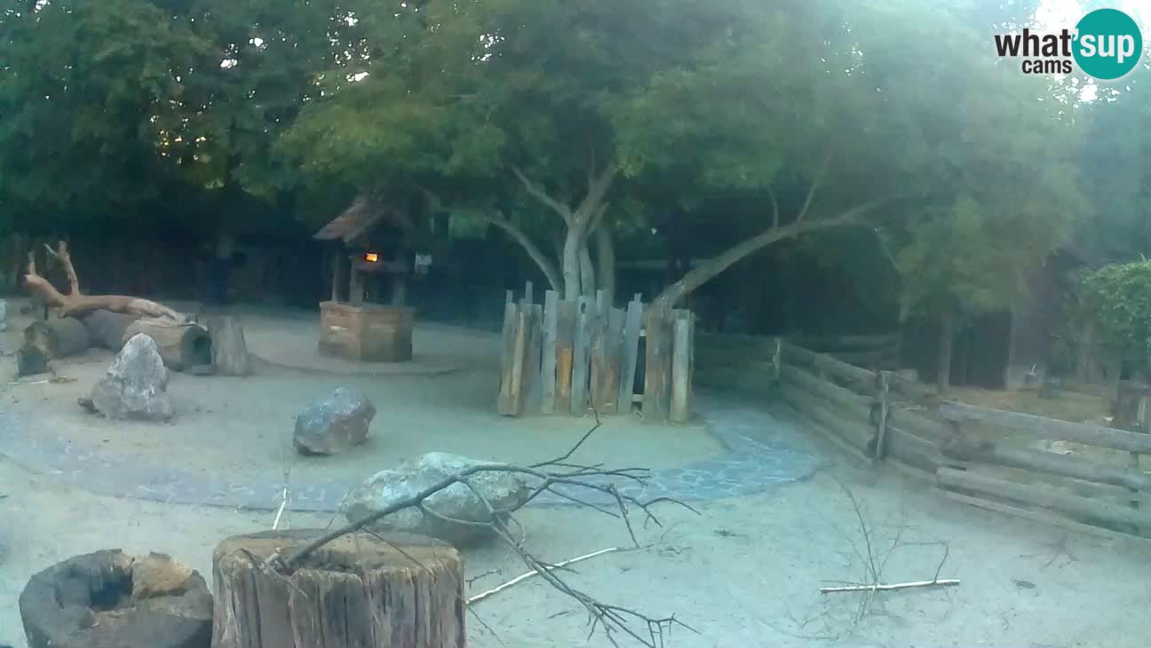 Zoo Zagreb – Haubenkapuziner