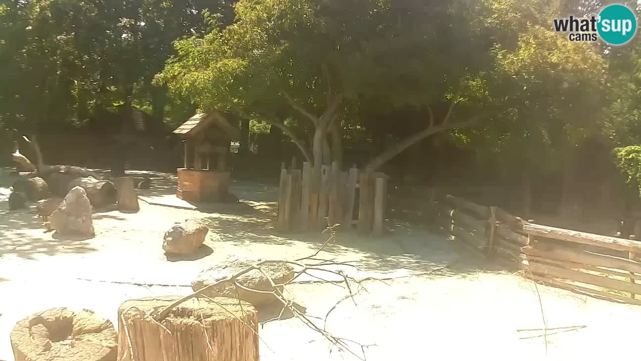 Zoo Zagreb – Rjava kapucinka