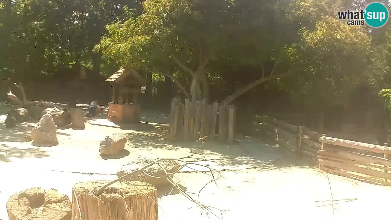 Zoo Zagreb – Brown Capuchin