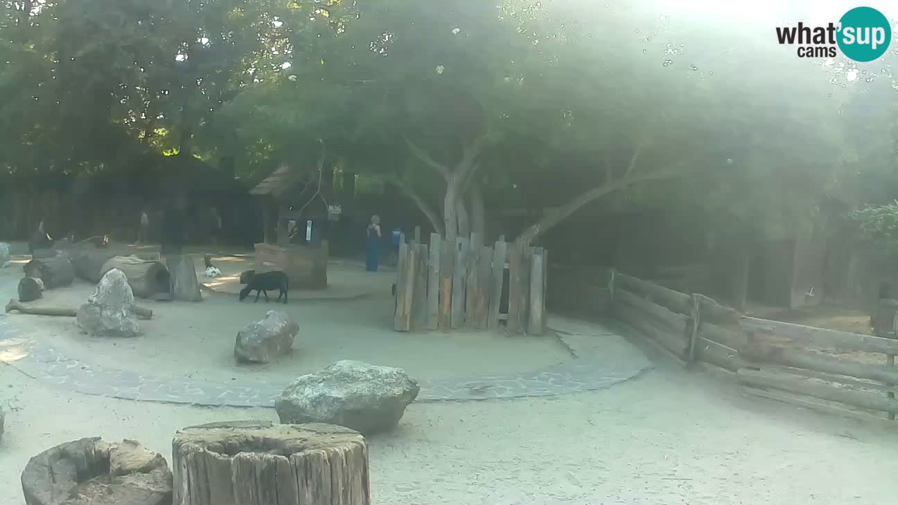 Zoo Zagreb – Brown Capuchin