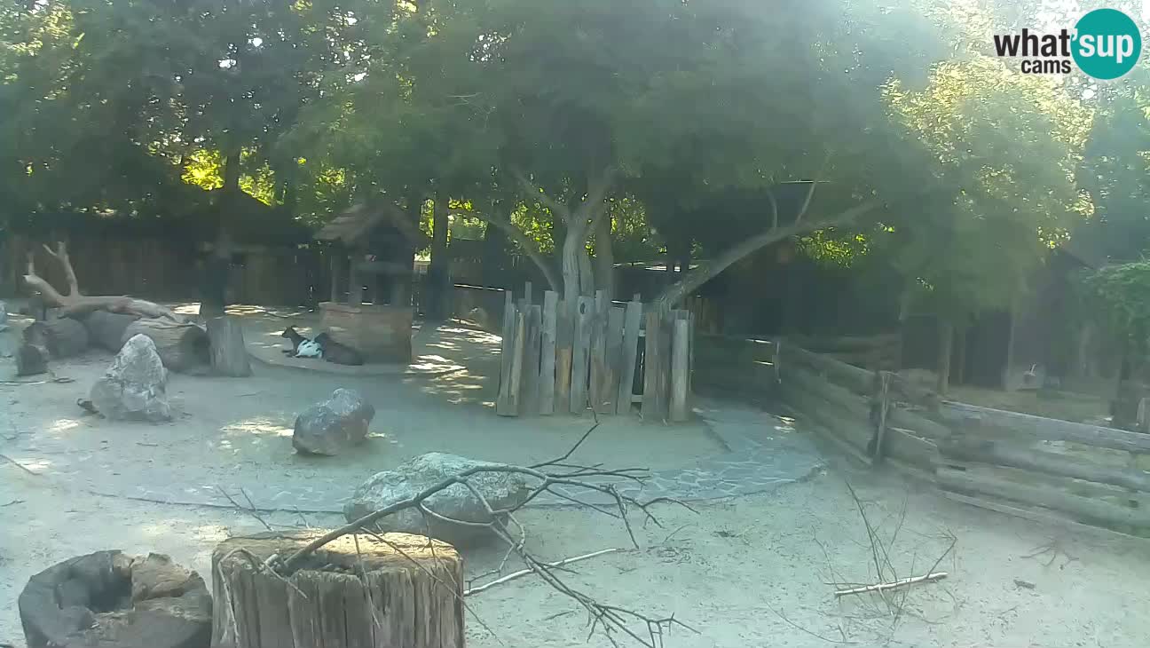 Zoo Zagreb – Cebo dai cornetti