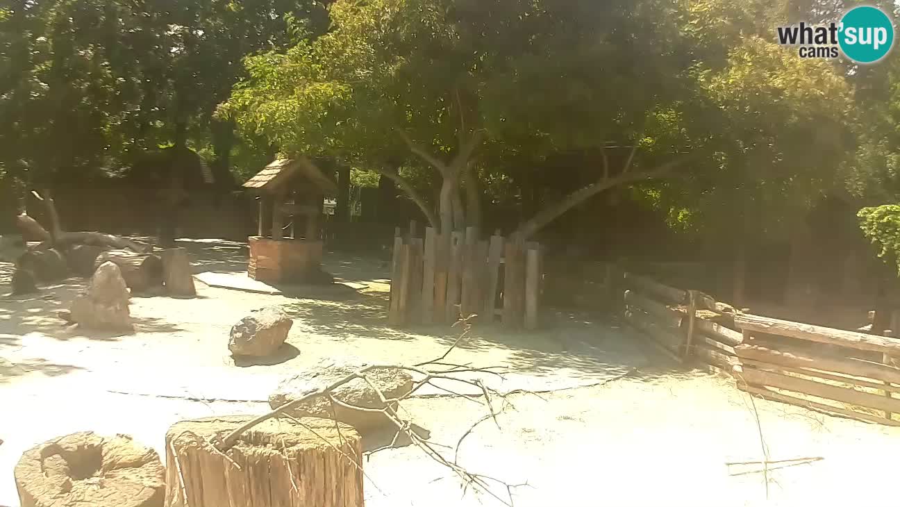 Zoo Zagreb – Haubenkapuziner