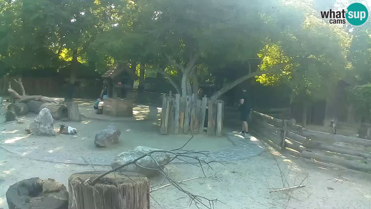 Zoo Zagreb – Haubenkapuziner
