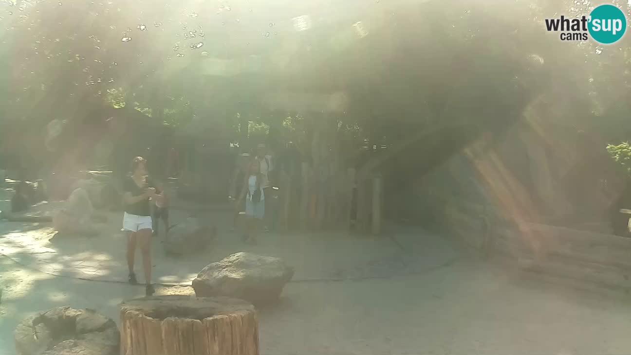Zoo Zagreb – Brown Capuchin