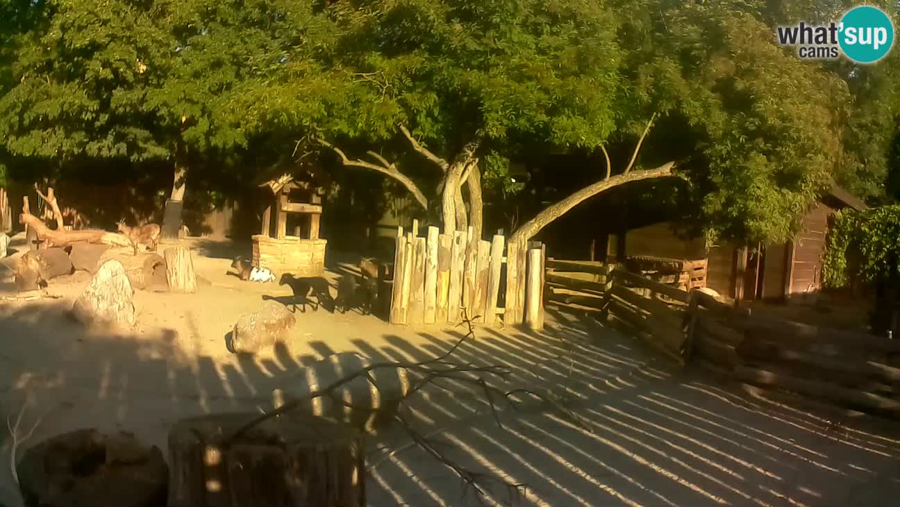 Zoo Zagreb – Brown Capuchin