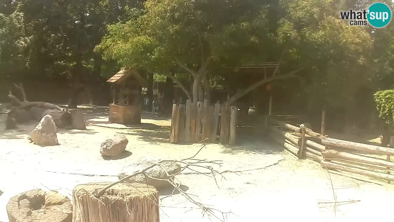 Zoo Zagreb – Cebus apella