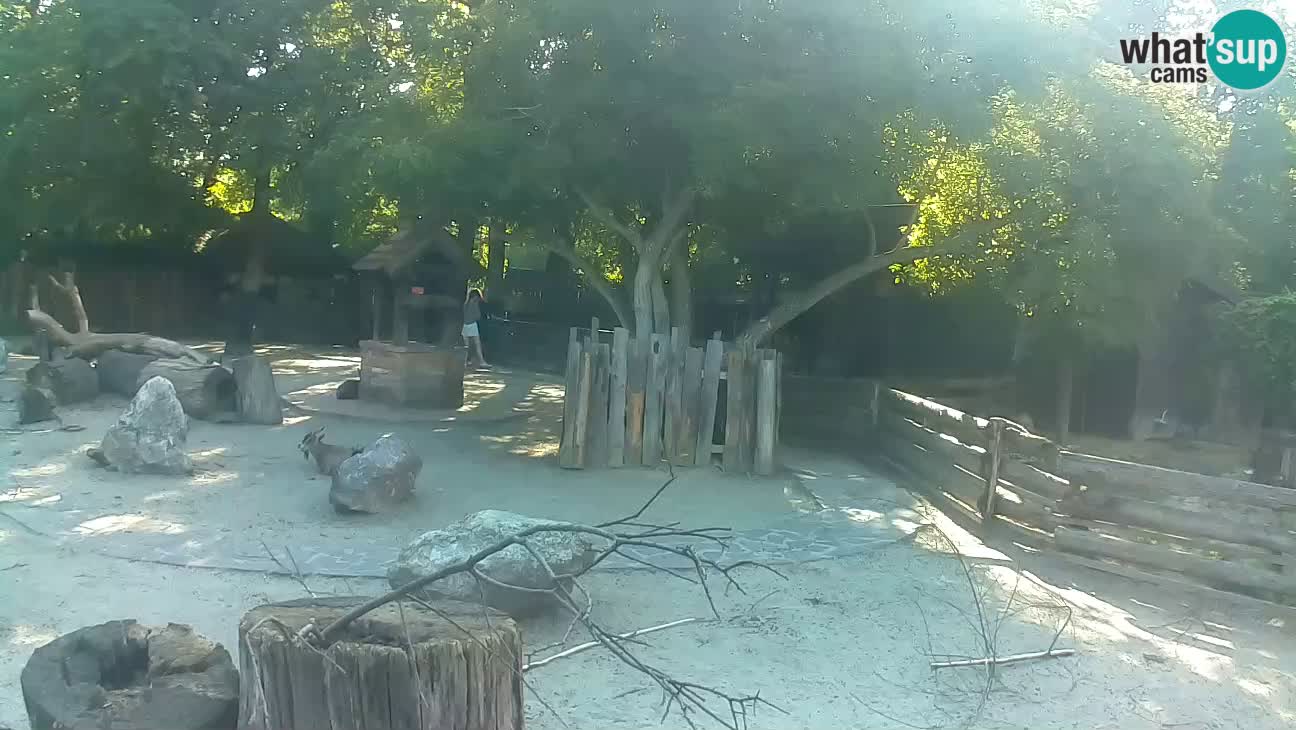 Zoo Zagreb – Cebus apella
