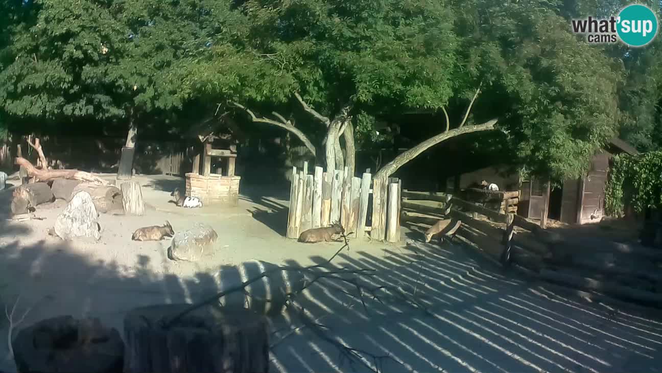 Zoo Zagreb – Rjava kapucinka