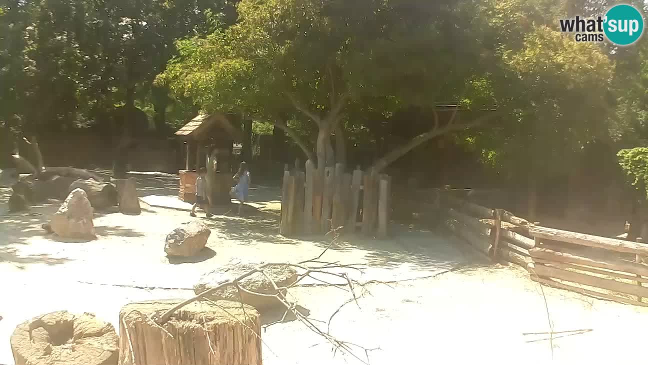 Zoo Zagreb – Rjava kapucinka