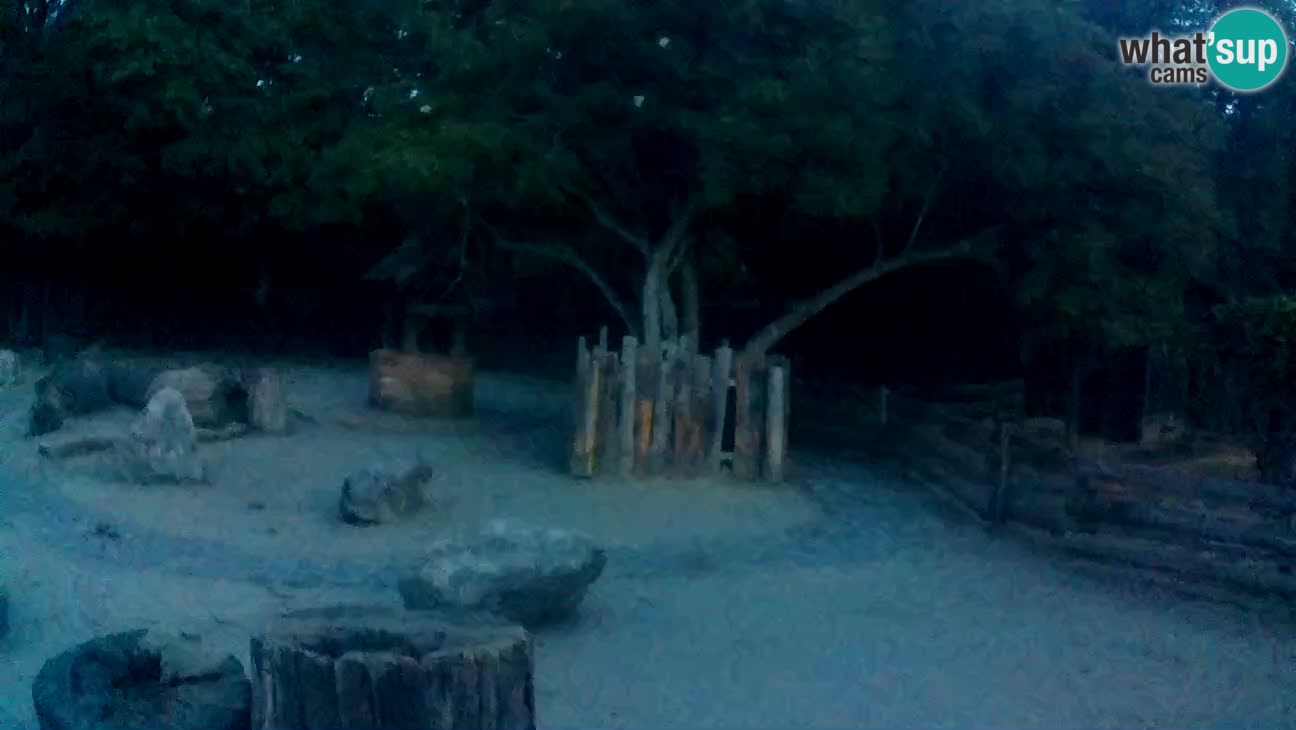 Zoo Zagreb – Rjava kapucinka
