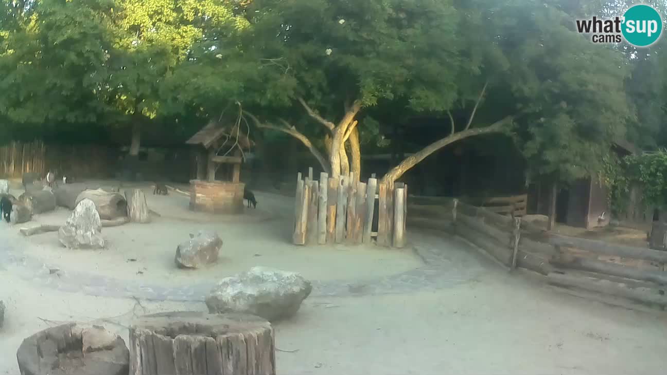 Zoo Zagreb – Brown Capuchin