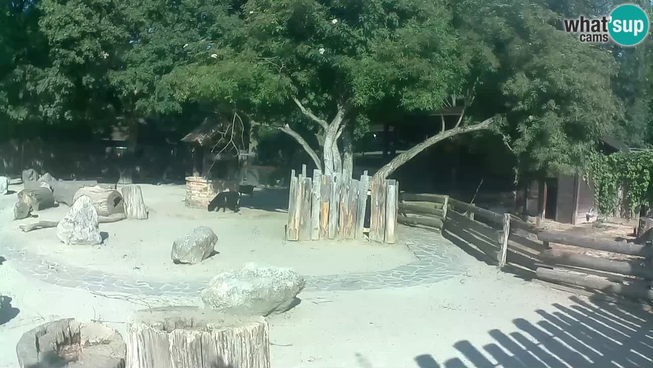 Zoo Zagreb – Cebo dai cornetti