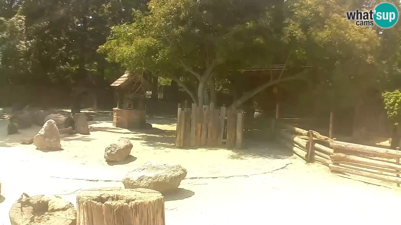 Zoo Zagreb – Brown Capuchin