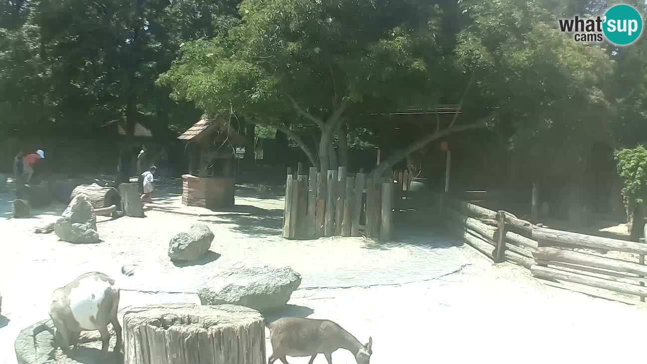 Zoo Zagreb – Haubenkapuziner