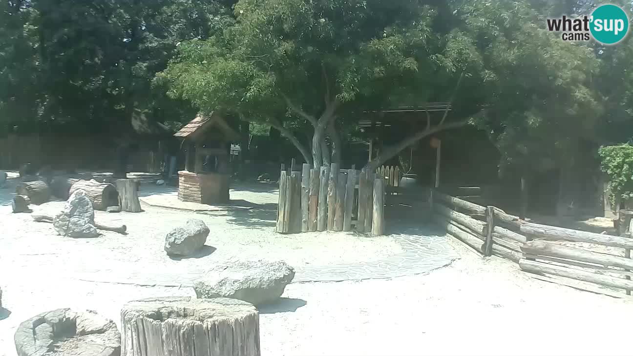 Zoo Zagreb – Brown Capuchin