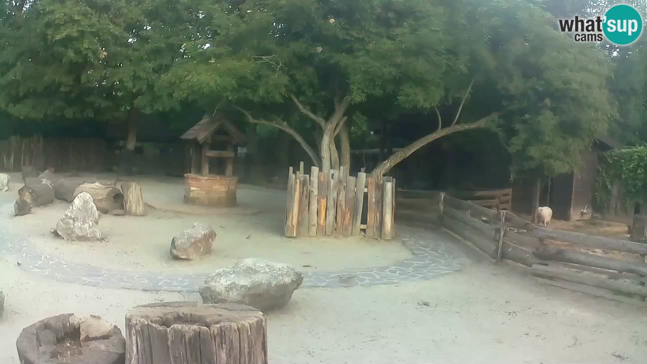 Zoo Zagreb – Haubenkapuziner