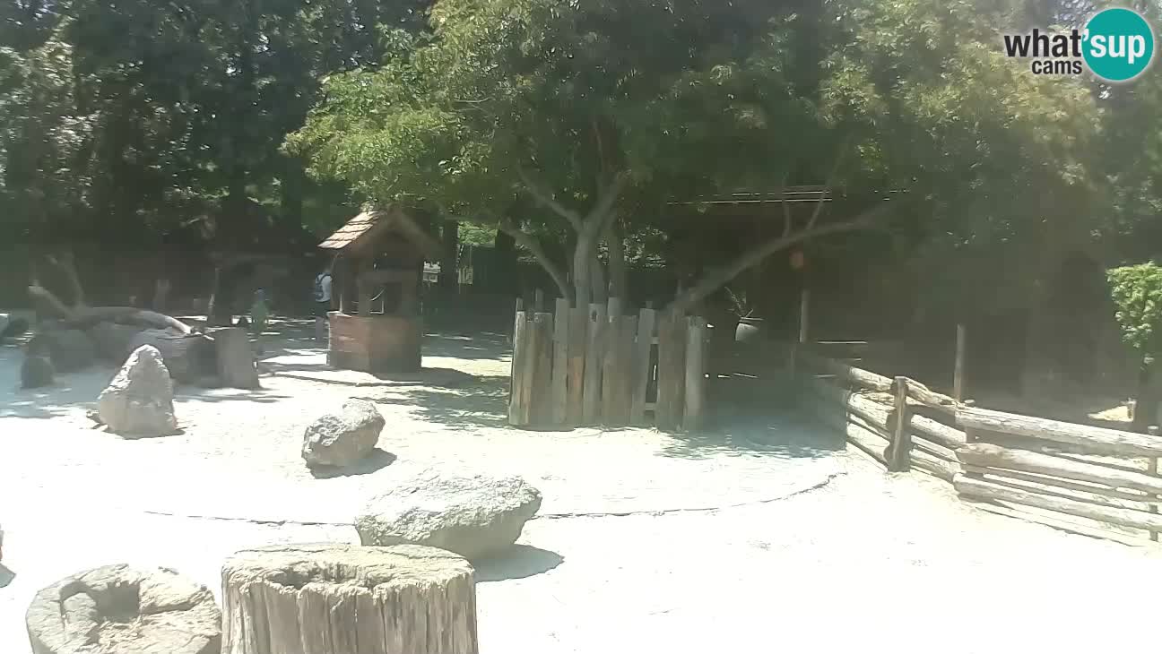 Zoo Zagreb – Brown Capuchin