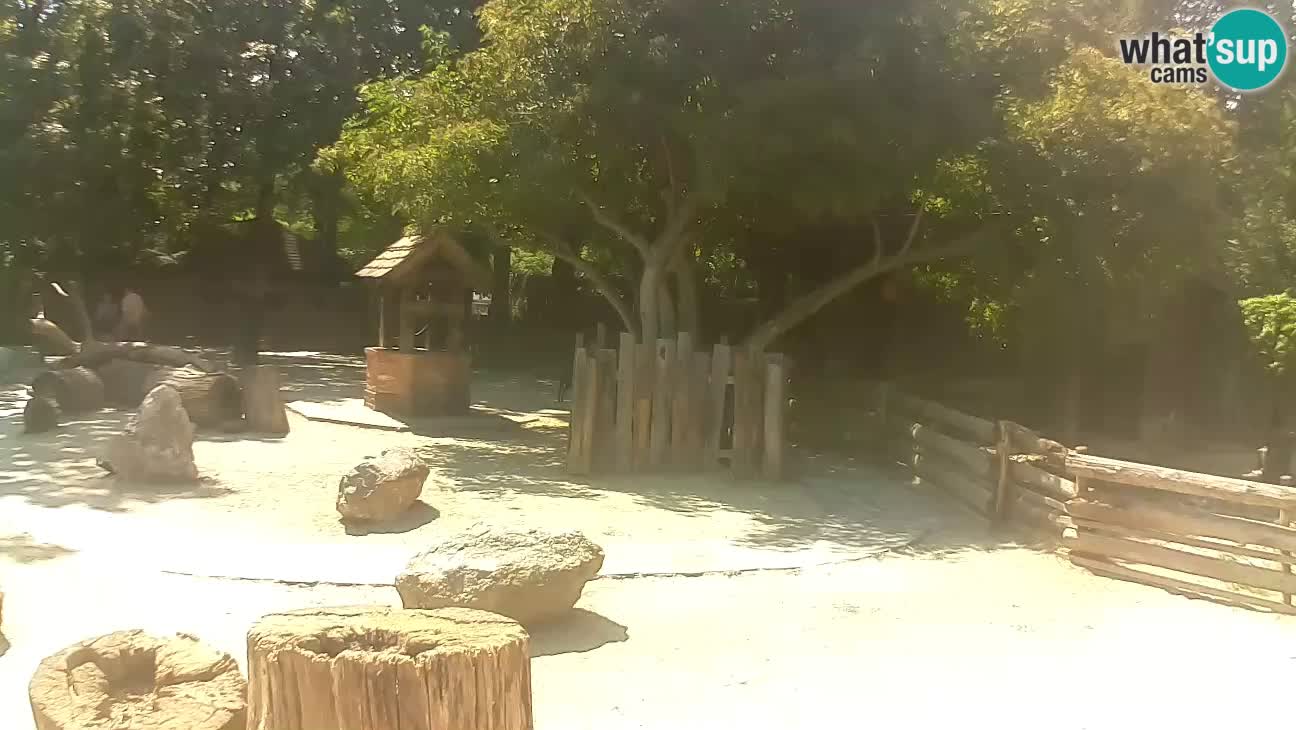 Zoo Zagreb – Haubenkapuziner