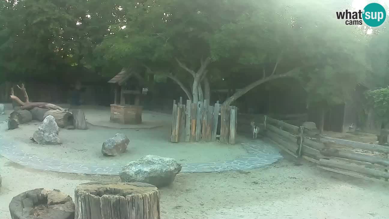 Zoo Zagreb – Haubenkapuziner