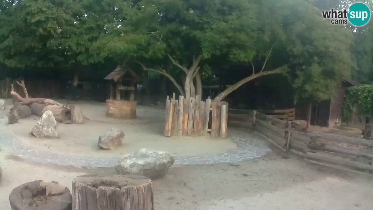 Zoo Zagreb – Brown Capuchin