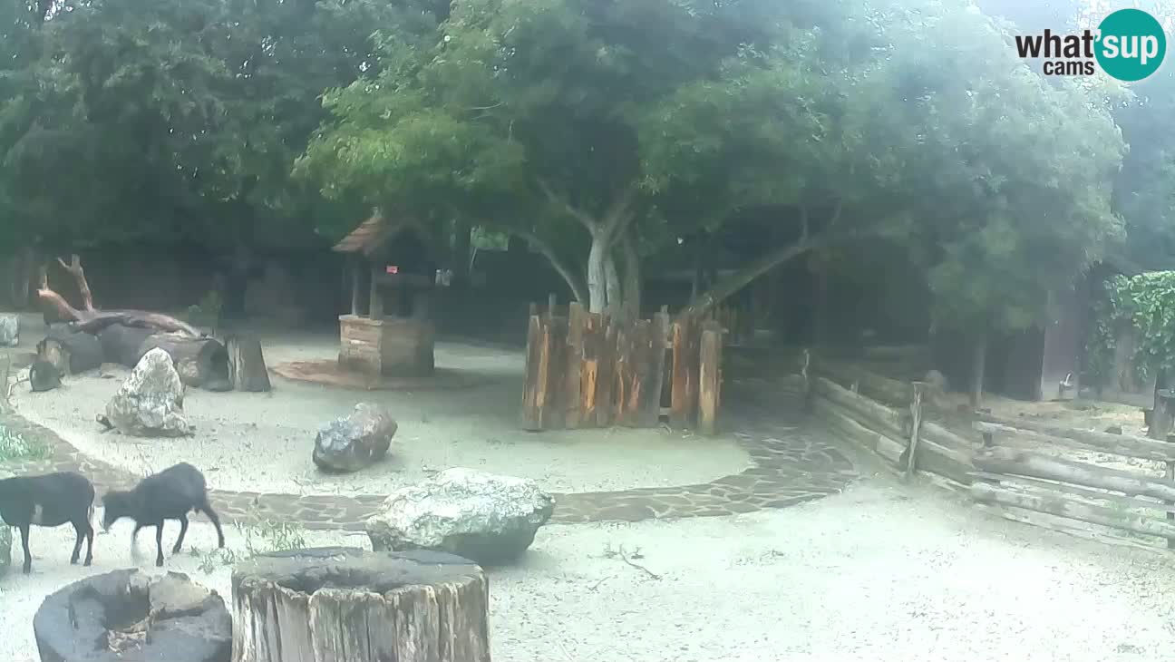 Zoo Zagreb – Brown Capuchin