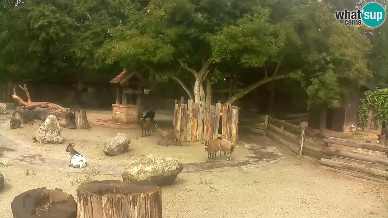 Zoo Zagreb – Brown Capuchin