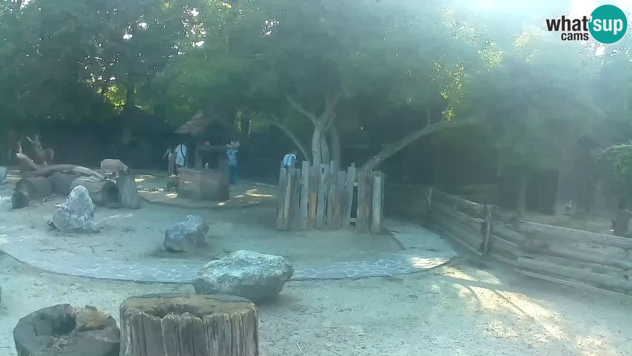 Zoo Zagreb – Rjava kapucinka
