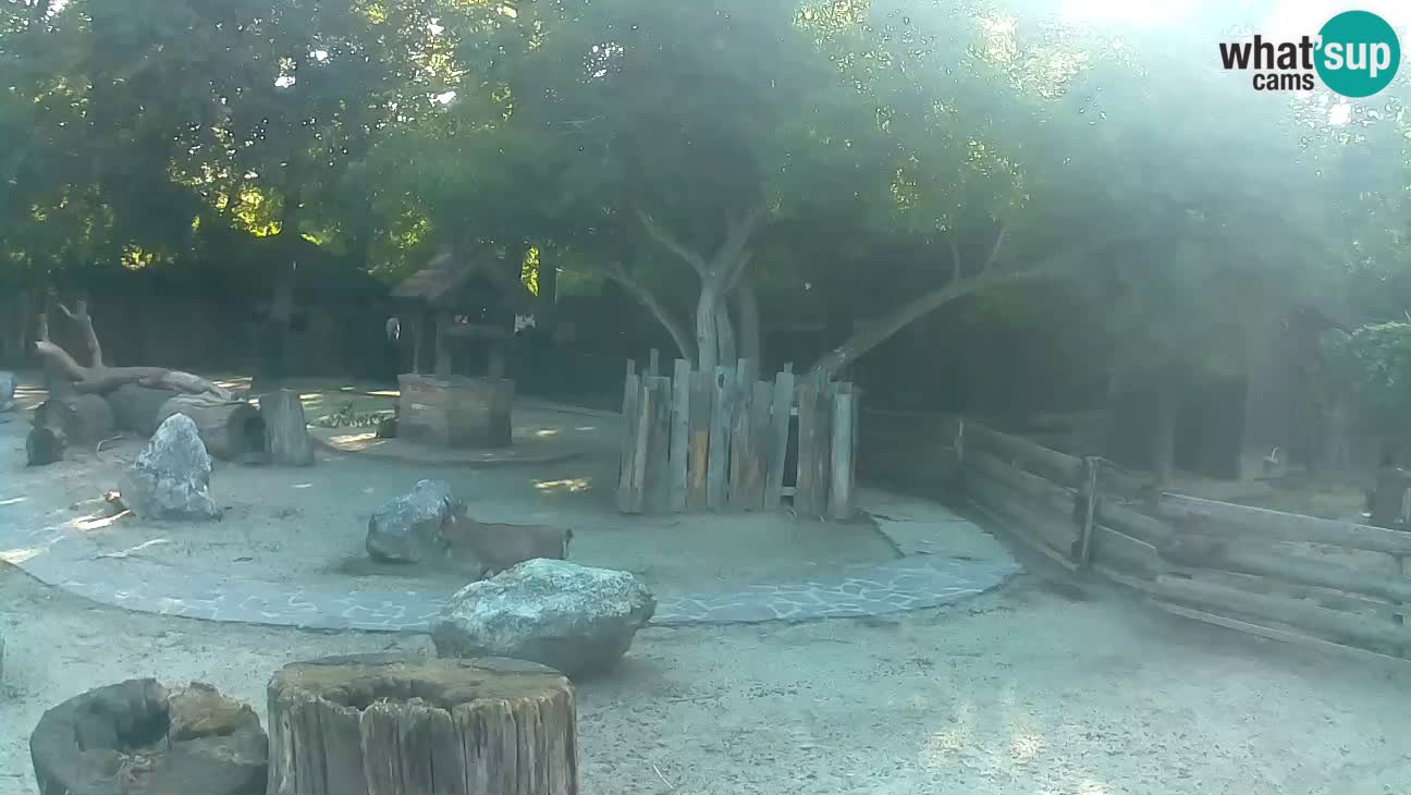 Zoo Zagreb – Brown Capuchin