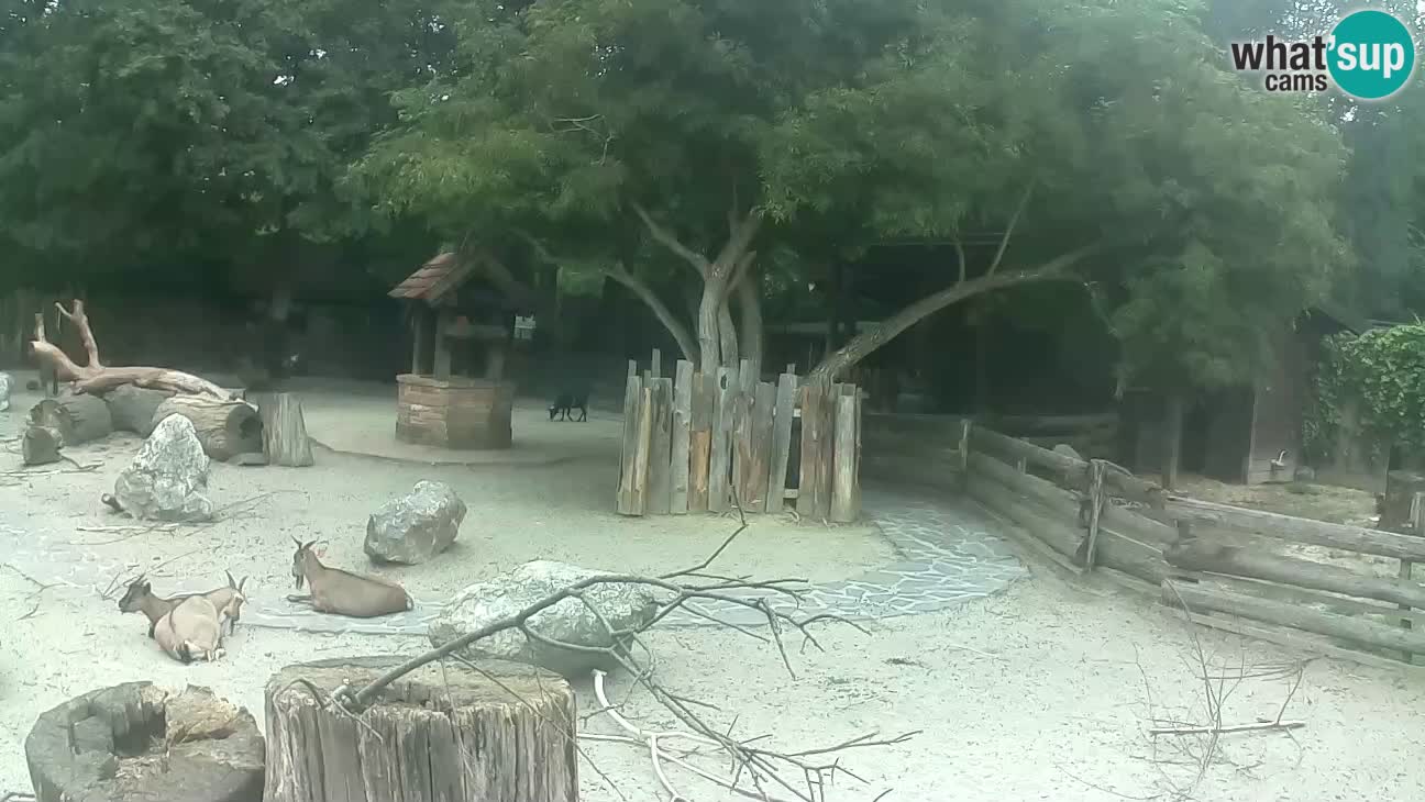 Zoo Zagreb – Rjava kapucinka