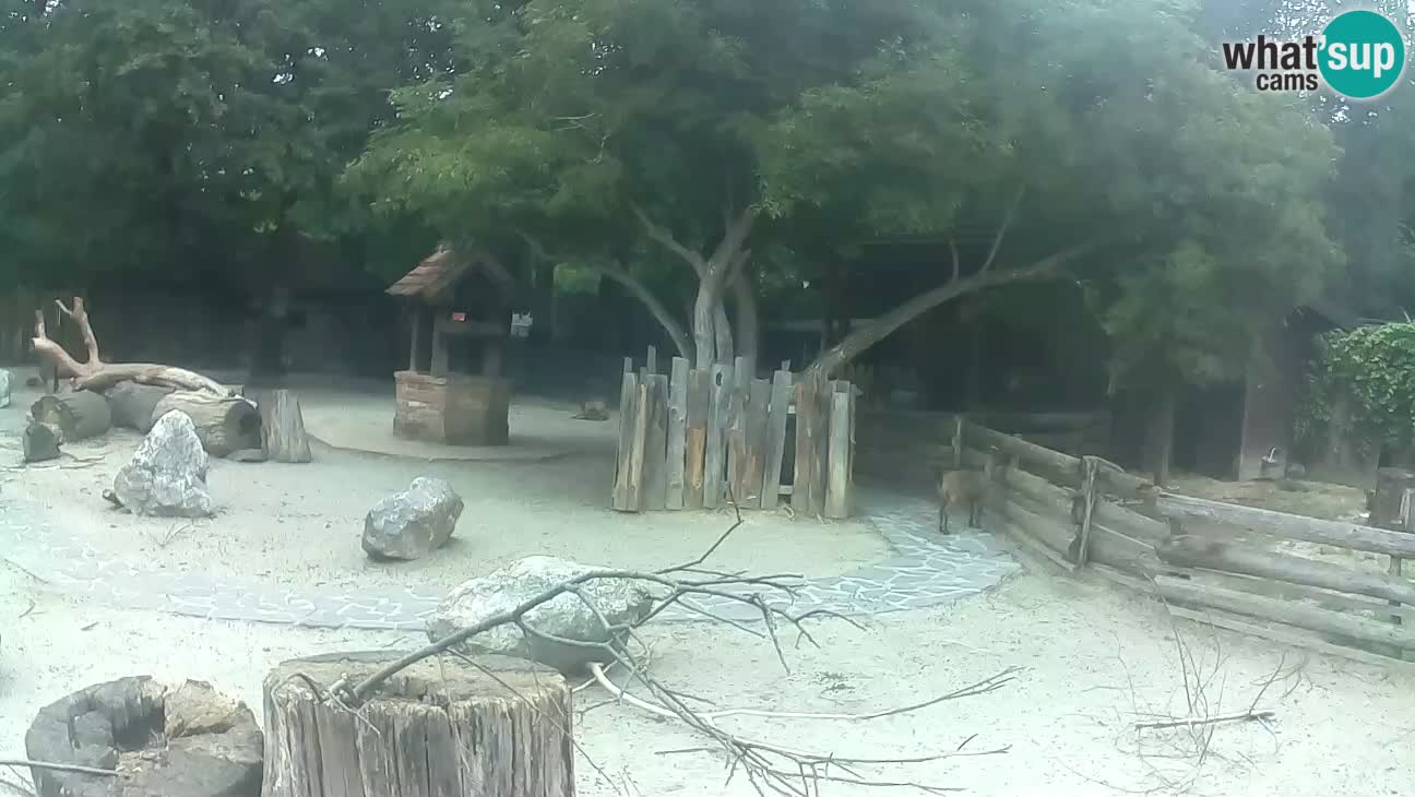 Zoo Zagreb – Cebo dai cornetti
